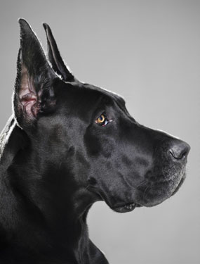 Dogs Paradise Best Dog Pet Shop in Lucknow