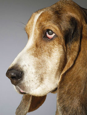 Dogs Paradise Best Dog Pet Shop in Lucknow